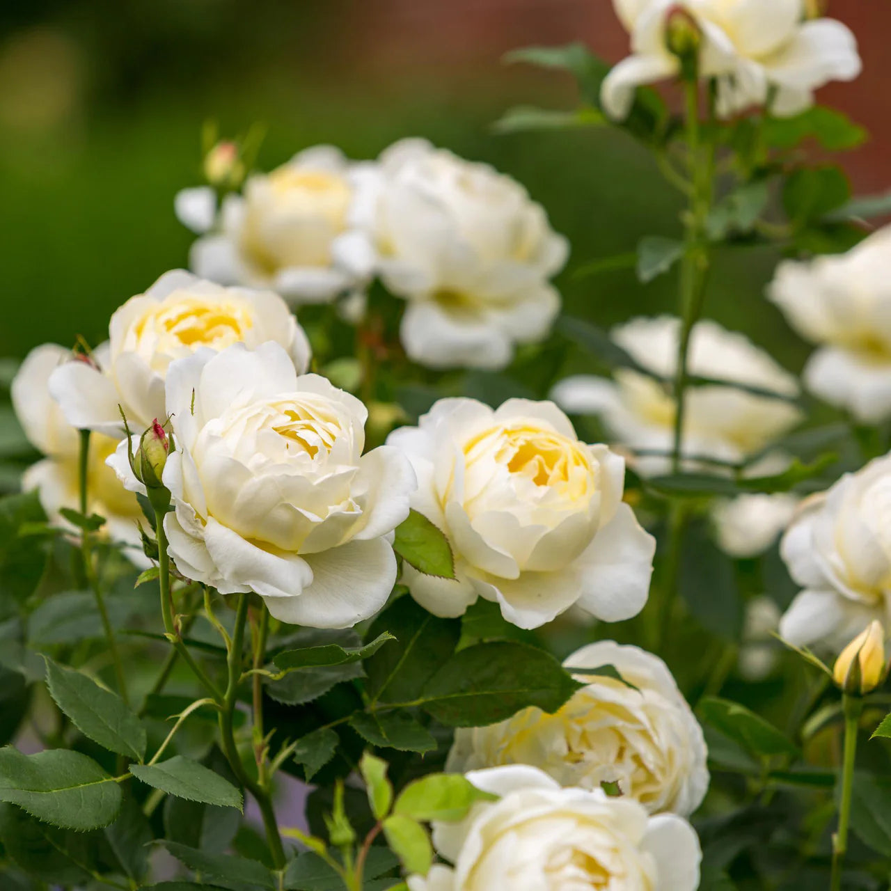 Vanessa Bell® Rose Bush By David Austin® - 3 Gallon for sale at My Rose Shop