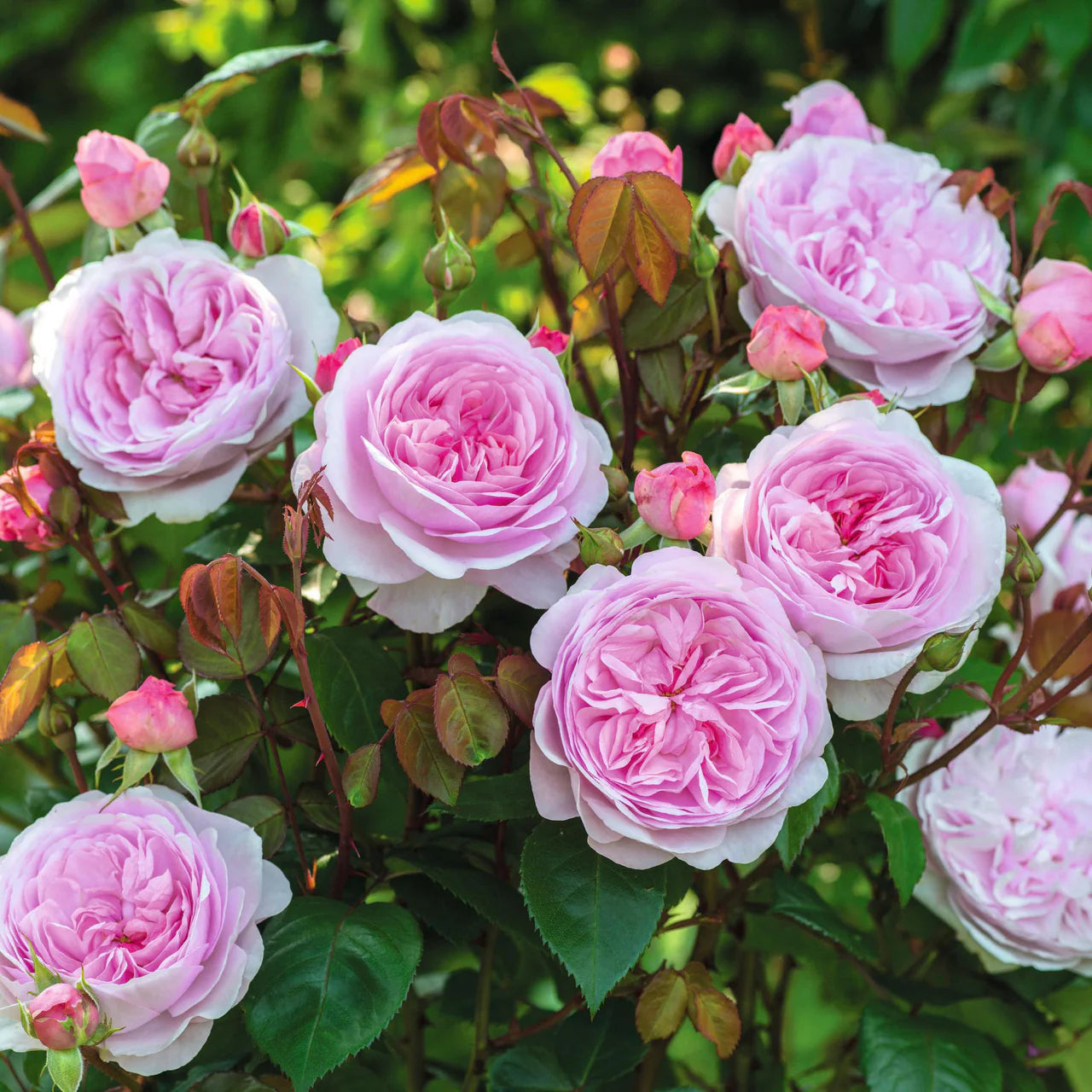 Olivia Rose Austin® Rose Bush By David Austin® - 3 Gallon For Sale At My Rose Shop