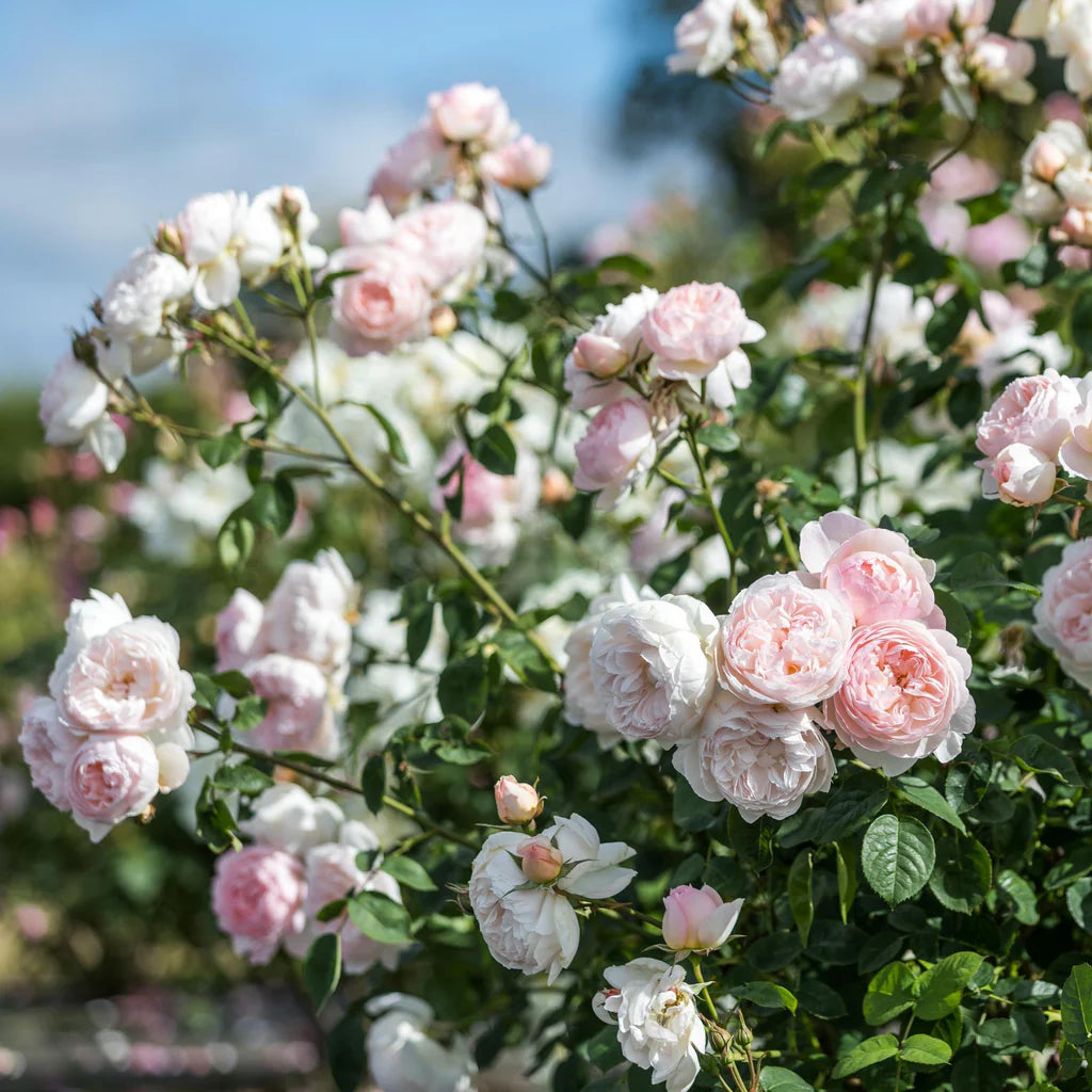 Gentle Hermione® rose bush by David Austin®, shown in 3 or 5-gallon size, with lush pink blooms and green foliage.