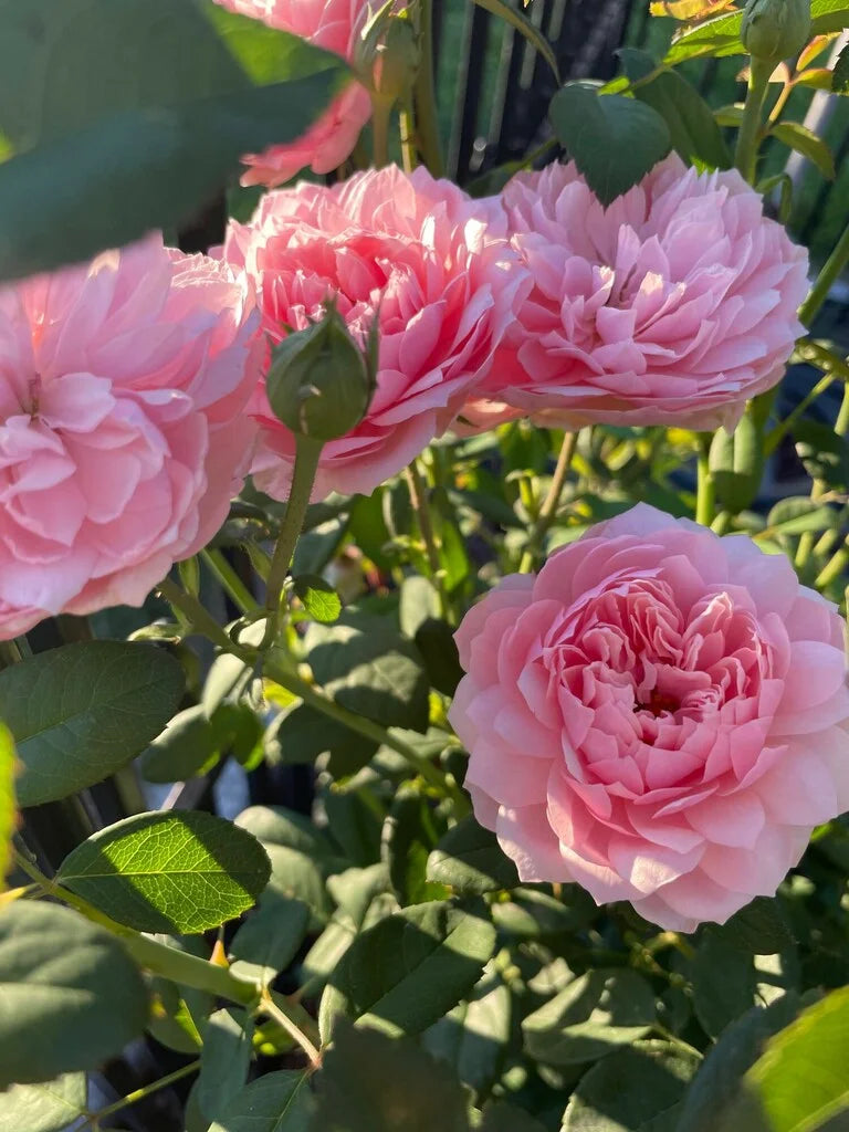 The Alnwick Rose® Rose Bush By David Austin® - 3 Gallon For Sale At My Rose Shop