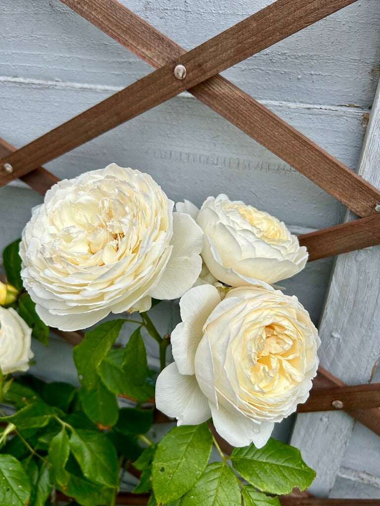 Claire Austin® rose bush by David Austin® in 3 or 5 gallon size, lush pink blooms, full shrub with green foliage.