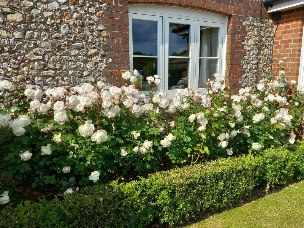 Desdemona Rose Bush By David Austin® - 3 Gallon For Sale At My Rose Shop