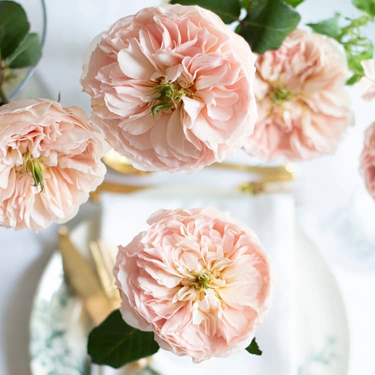 Charity™ David Austin® Rose Bouquet For Sale At My Rose Shop