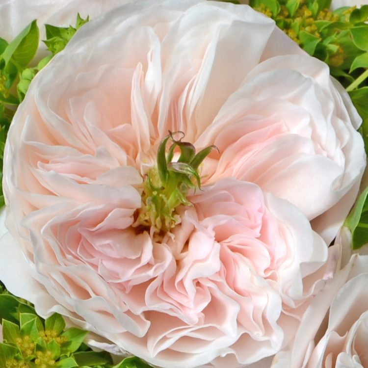 Charity™ David Austin® Rose Bouquet For Sale At My Rose Shop