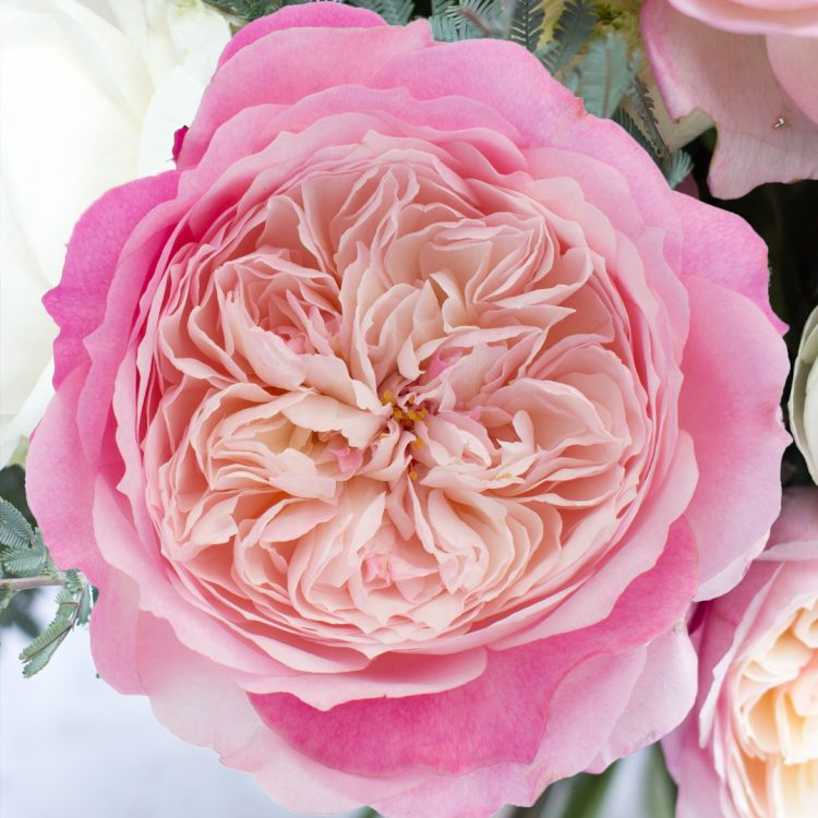 Constance™ David Austin® Rose Bouquet For Sale At My Rose Shop