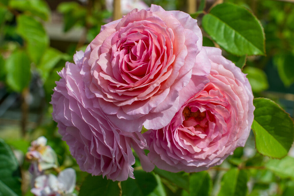 James Galway® rose bush by David Austin® in a 3 or 5-gallon container, showcasing lush pink blossoms and healthy green foliage.