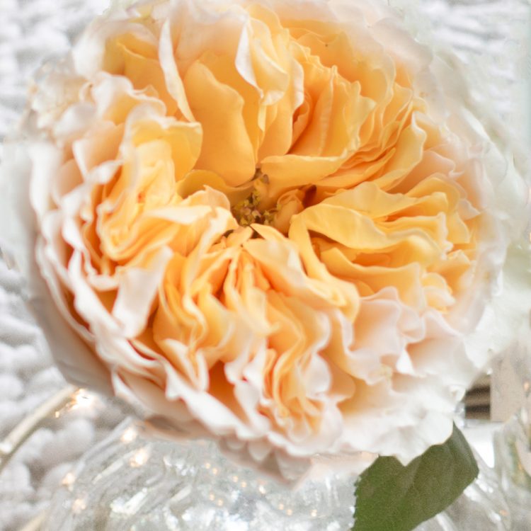 Beatrice™ David Austin® Rose Bouquet For Sale At My Rose Shop
