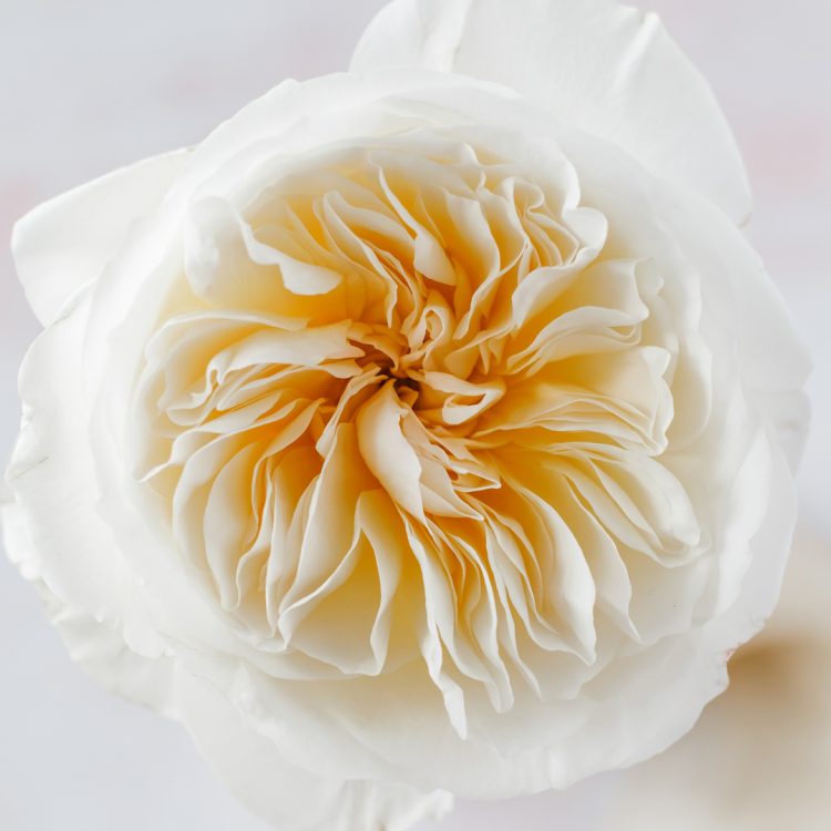 Bessie™ David Austin® Rose Bouquet For Sale At My Rose Shop