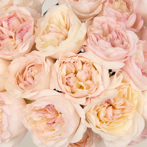 Keira™ David Austin® Rose Bouquet for sale at My Rose Shop