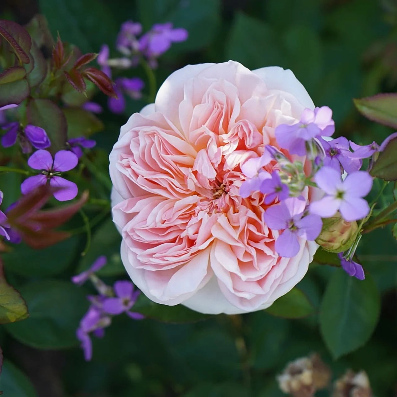 Evelyn® Rose Bush By David Austin® 3 Gallon For Sale By My Rose Shop