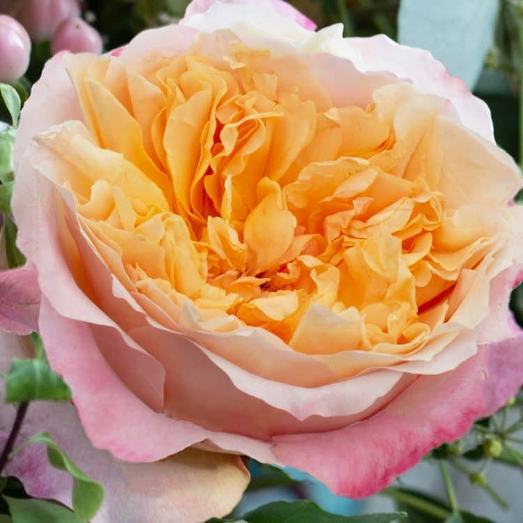 Edith™ David Austin® Rose Bouquet For Sale At My Rose Shop