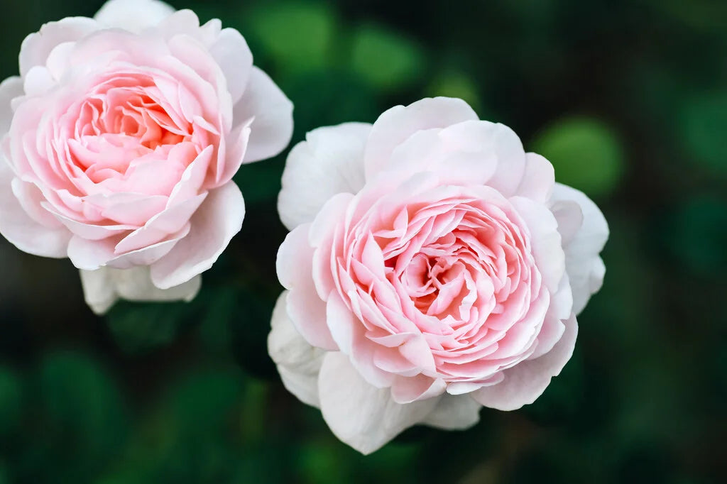 Queen of Sweden® Rose Bush By David Austin® 3 Gallon For Sale By My Rose Shop