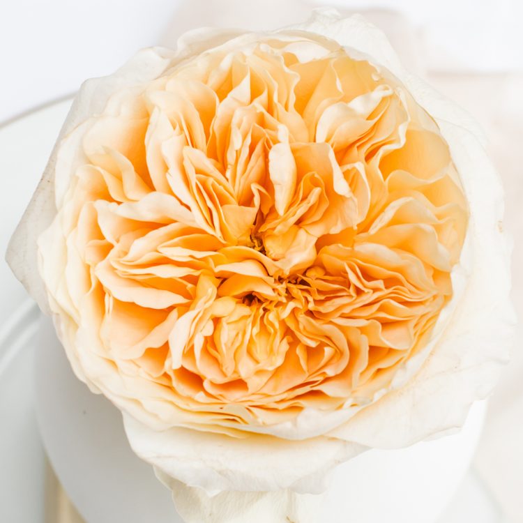 Effie™ David Austin® Rose Bouquet For Sale At My Rose Shop