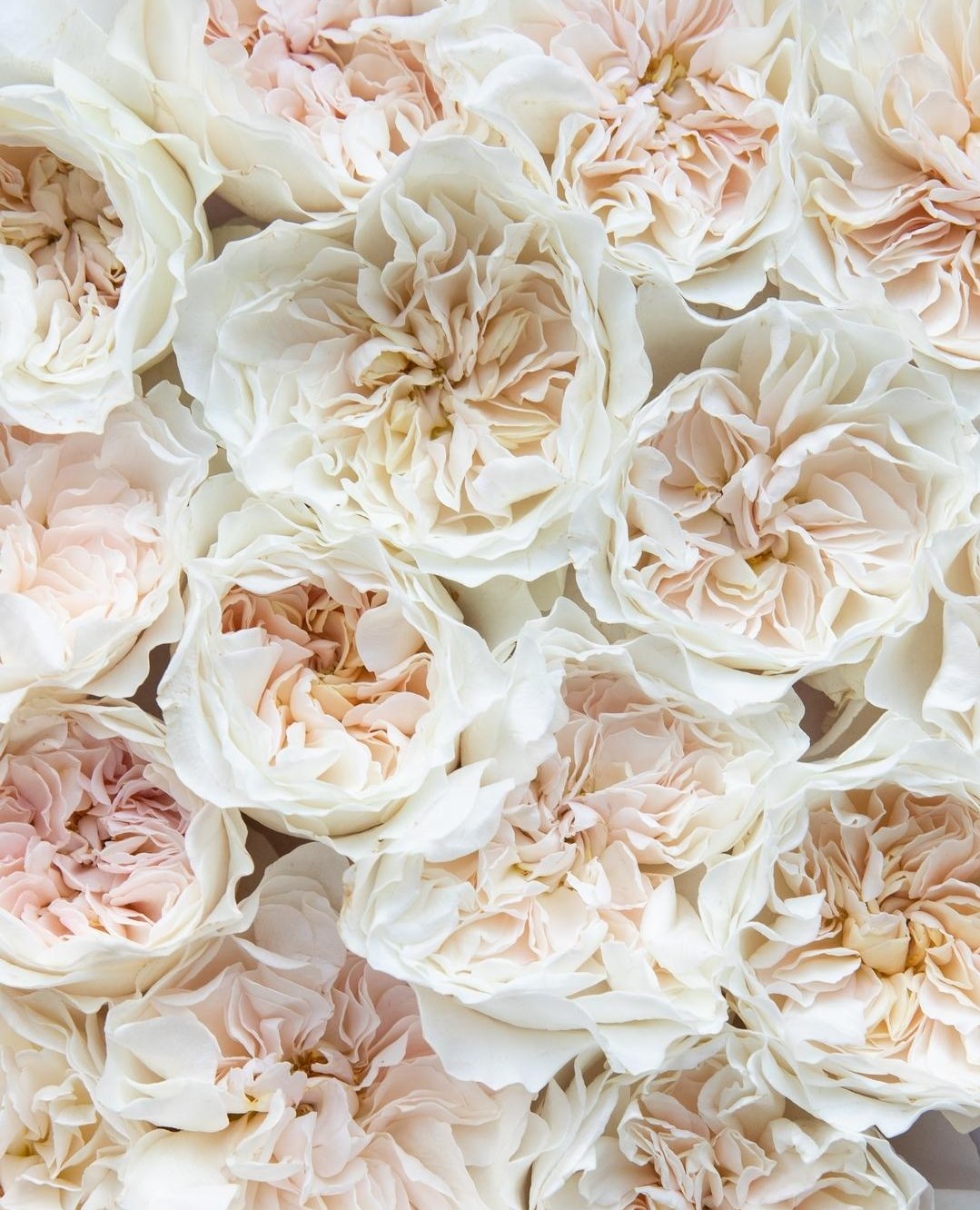 Eugenie™ David Austin® Rose Bouquet For Sale At My Rose Shop