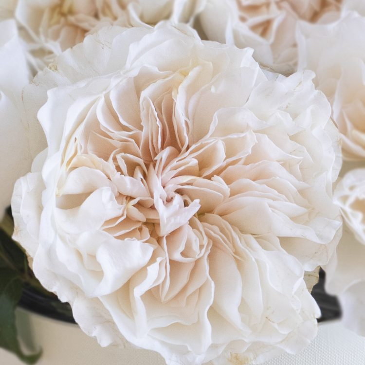 Eugenie™ David Austin® Rose Bouquet For Sale At My Rose Shop