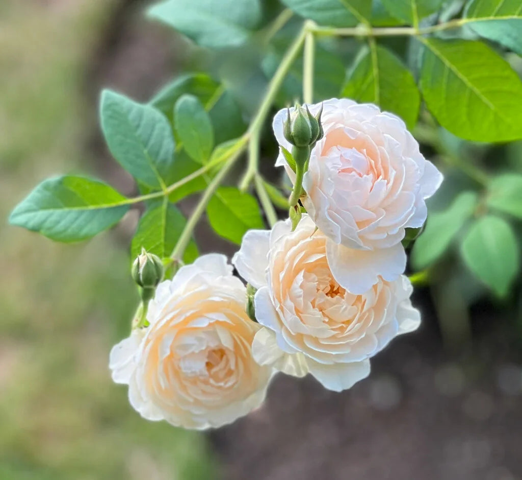 Windermere Rose Bush By David Austin® - 3 Gallon