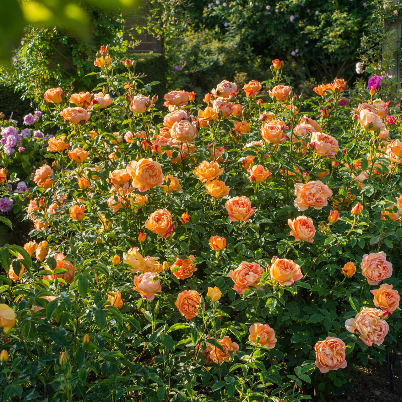 Lady of Shalott Rose Bush By David Austin® - 3 Gallon For Sale At My Rose Shop