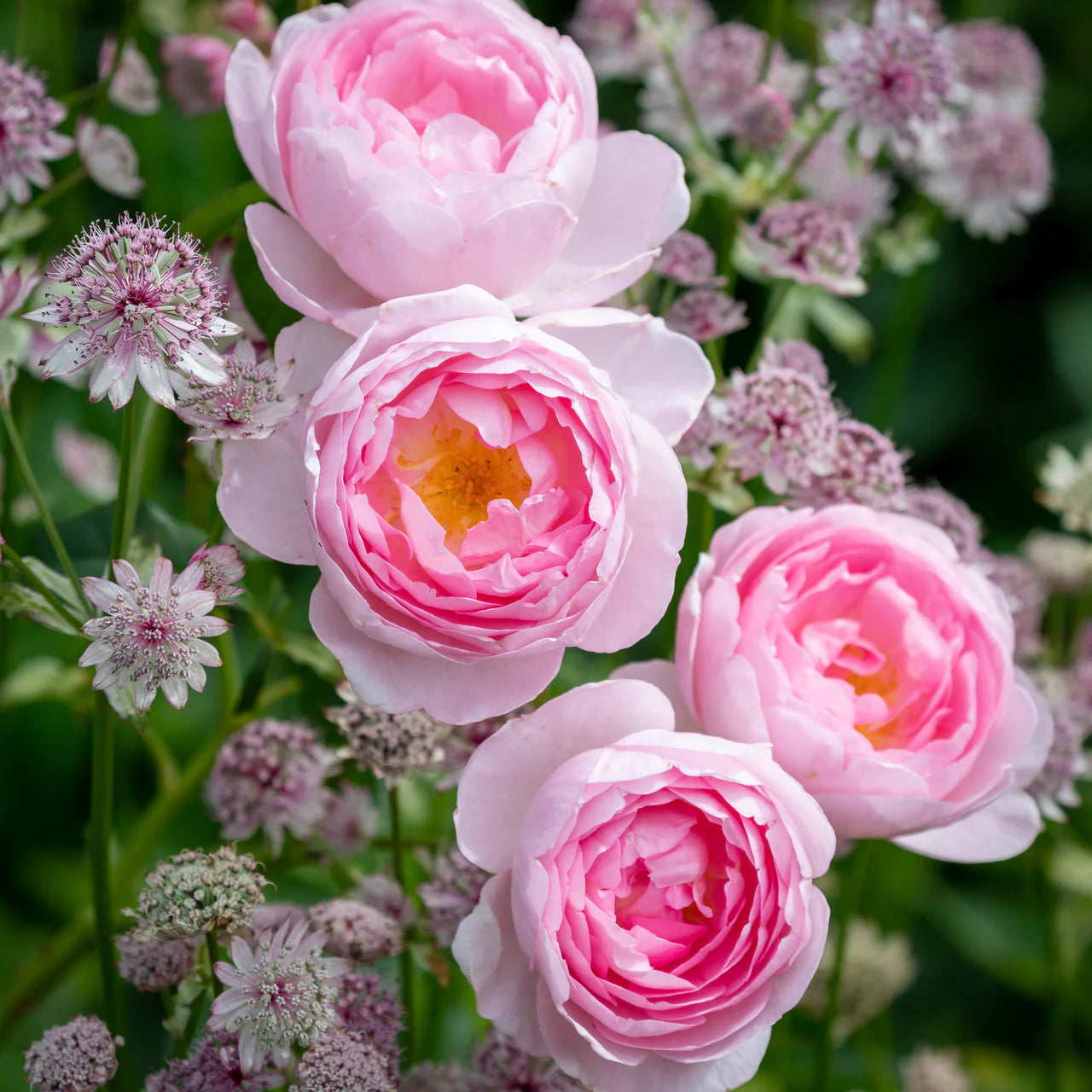 Scepter'd Isle® Rose Bush By David Austin® - 3 Gallon For Sale At My Rose Shop