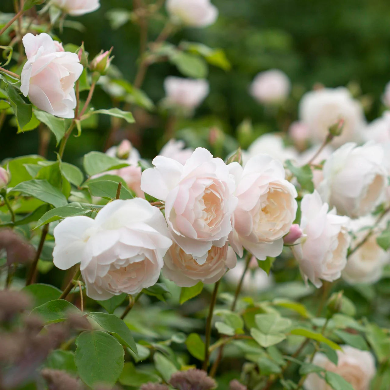 Desdemona Rose Bush By David Austin® - 3 Gallon For Sale At My Rose Shop