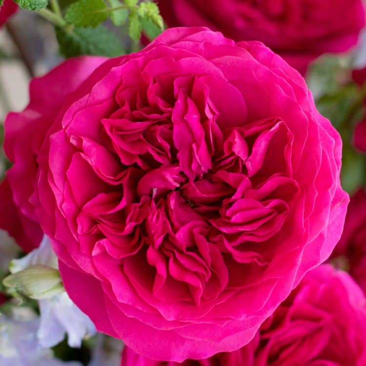 Hettie™ David Austin® Rose Bouquet For Sale At My Rose Shop