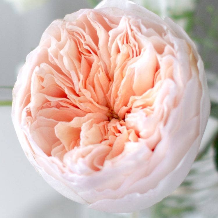 Juliet™ David Austin® Rose Bouquet For Sale At Rose Shop