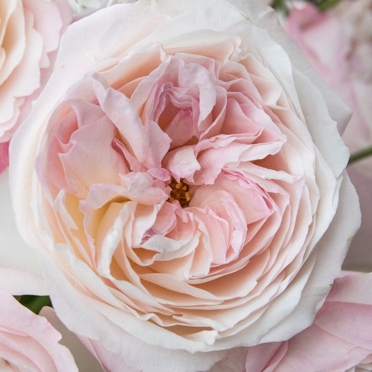 Keira™ David Austin® Rose Bouquet for sale at My Rose Shop
