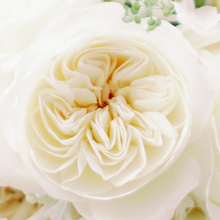 Leonora™ David Austin® Rose Bouquet For Sale At My Rose Shop