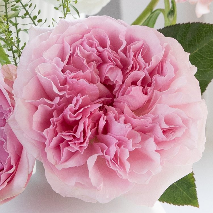 Miranda™ David Austin® Rose Bouquet for sale at My Rose Shop