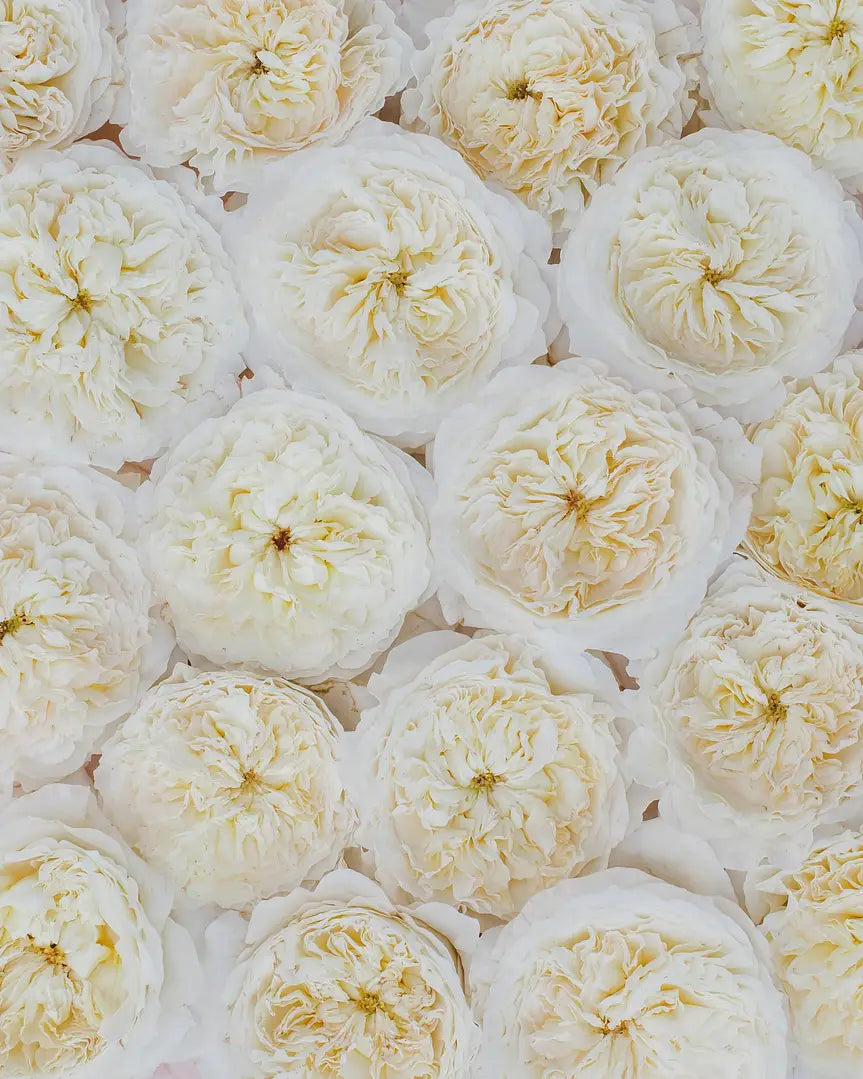 Patience™ David Austin® Rose Bouquet For Sale At My Rose Shop