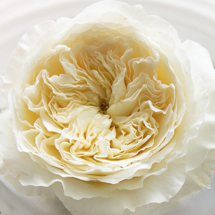 Patience™ David Austin® Rose Bouquet For Sale At My Rose Shop