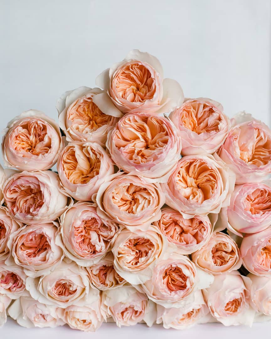 Juliet™ David Austin® Rose Bouquet For Sale At Rose Shop