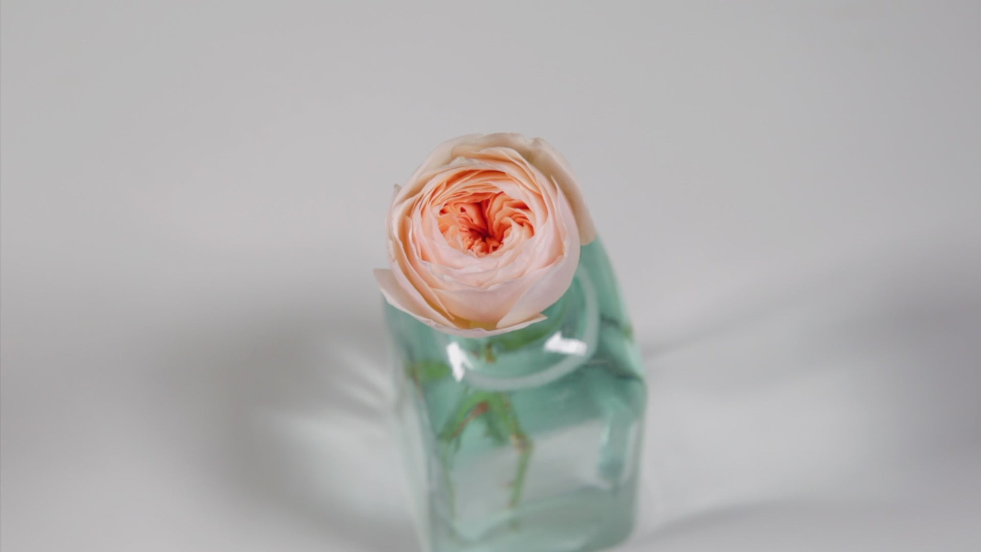 Juliet™ David Austin® Rose Bouquet For Sale At Rose Shop