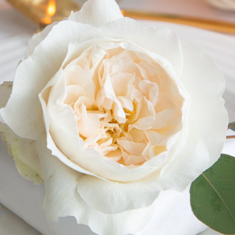 Purity™ David Austin® Rose Bouquet For Sale At My Rose Shop