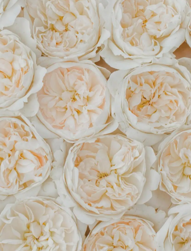 Purity™ David Austin® Rose Bouquet For Sale At My Rose Shop