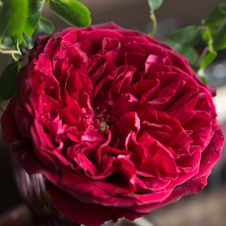 Tess™ David Austin® Rose Bouquet For Sale At My Rose Shop