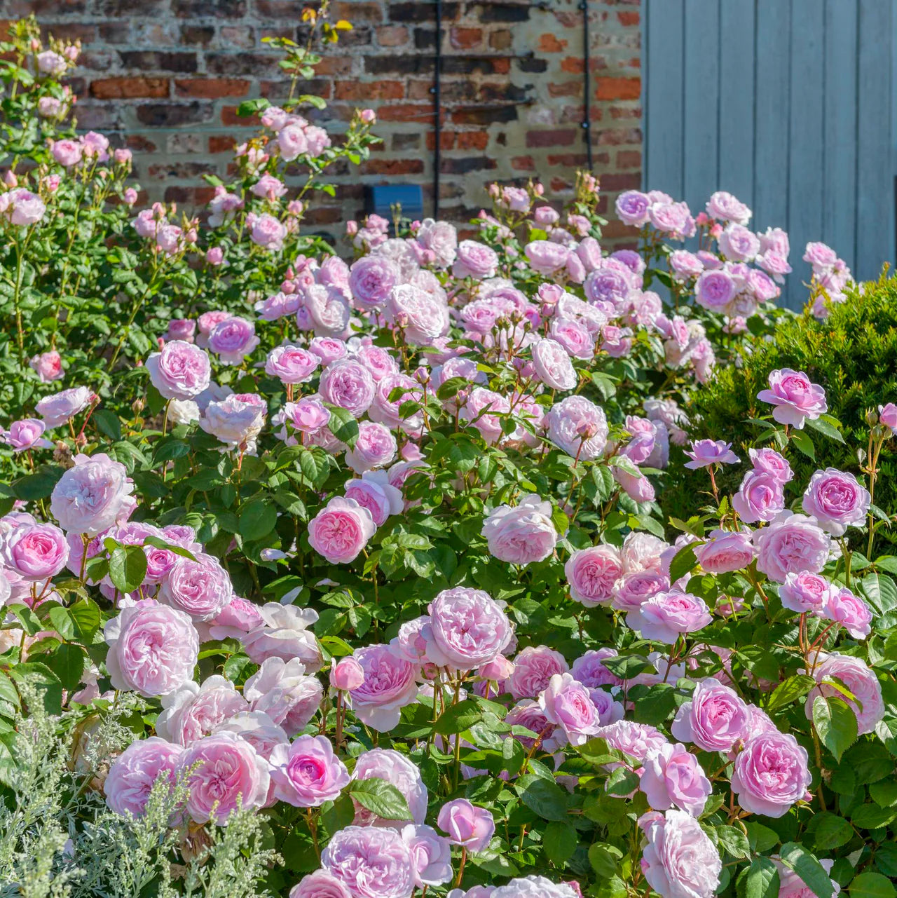 Olivia Rose Austin® Rose Bush By David Austin® - 3 Gallon For Sale At My Rose Shop