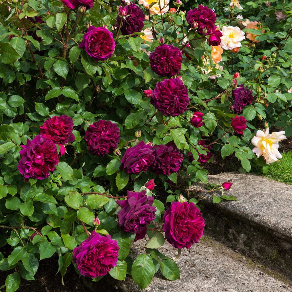 Munstead Wood® rose bush by David Austin in a 3 or 5 gallon size, featuring lush green foliage and vibrant blooms.