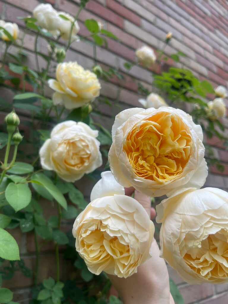 Claire Austin® rose bush by David Austin® in 3 or 5 gallon size, featuring lush pink blooms and green foliage.