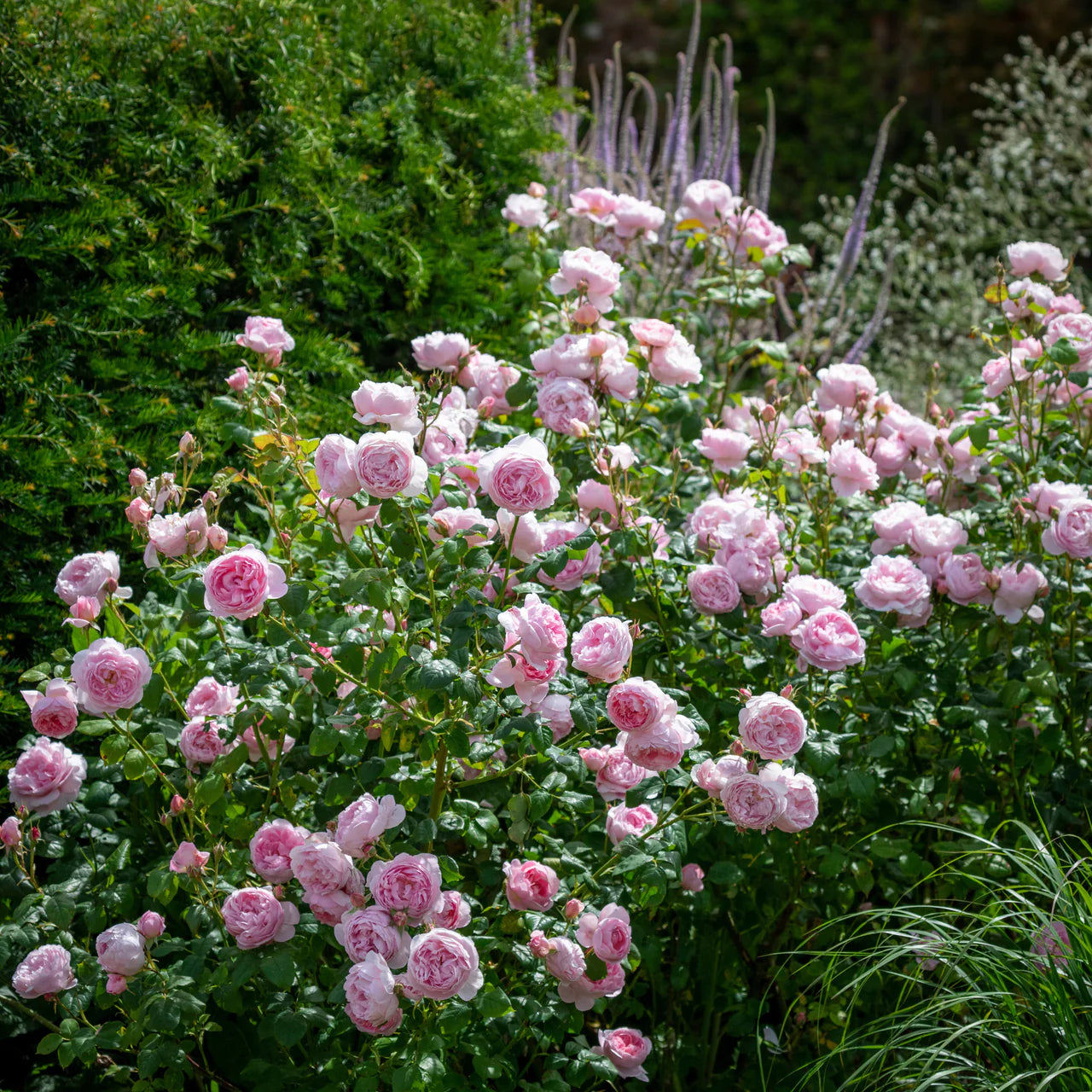 Scepter'd Isle® Rose Bush By David Austin® - 3 Gallon For Sale At My Rose Shop