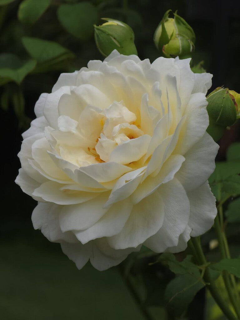 Claire Austin® Rose Bush by David Austin® in 3 or 5 gallon container, showing lush pink blooms and green foliage.
