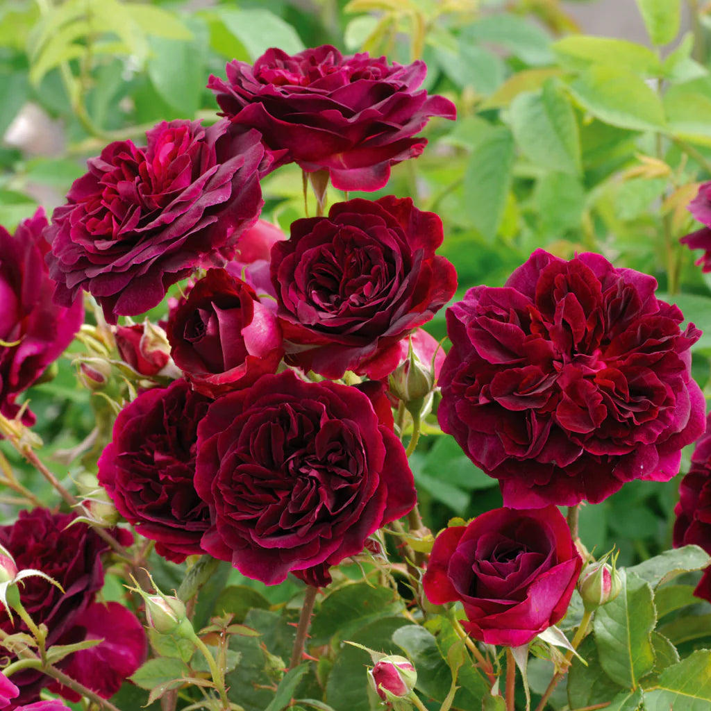 Munstead Wood® rose bush by David Austin, large 3 or 5-gallon shrub with lush green foliage and blooming pink roses.