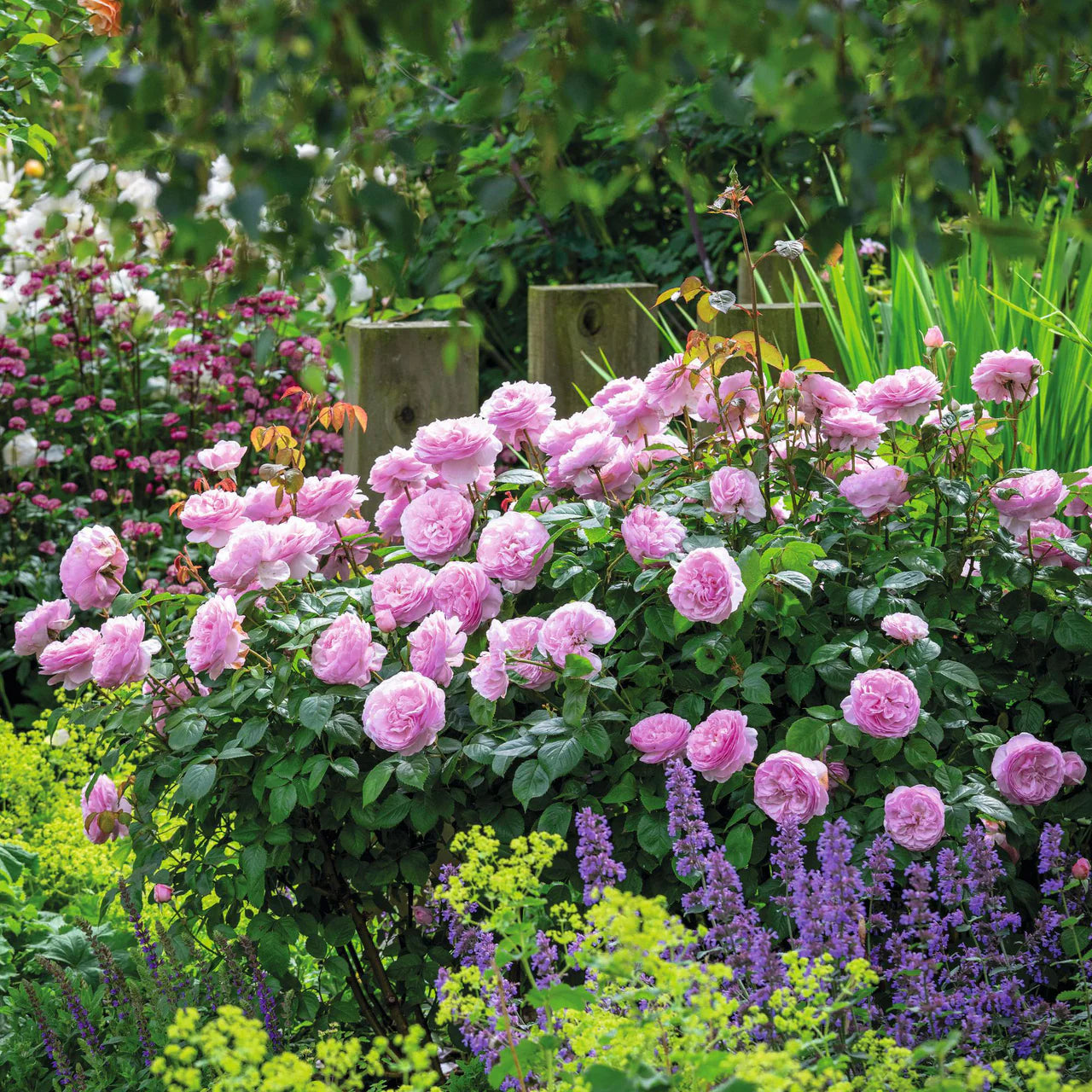 Olivia Rose Austin® Rose Bush By David Austin® - 3 Gallon For Sale At My Rose Shop