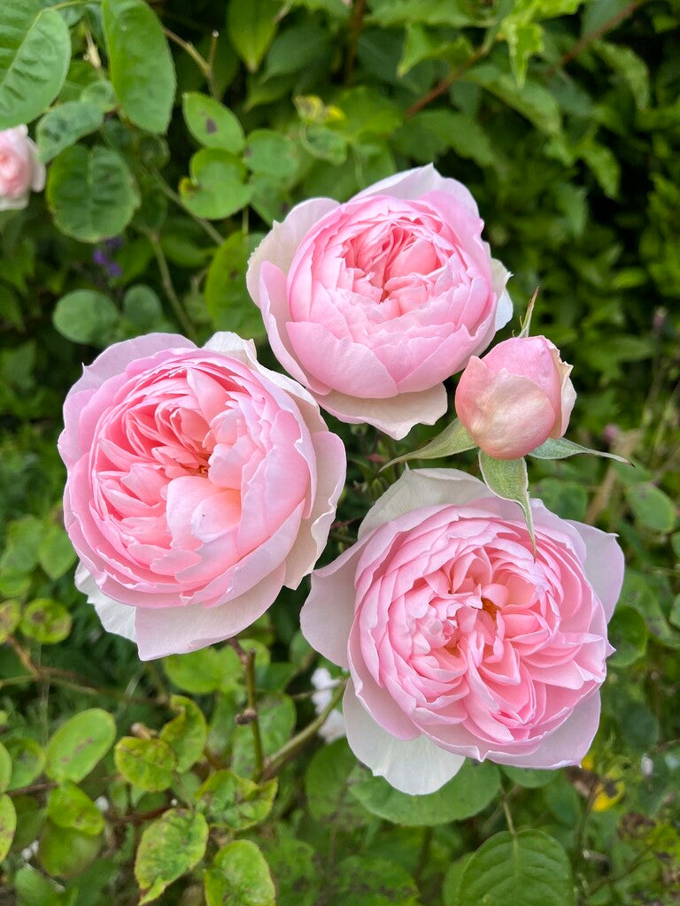 Gentle Hermione rose bush by David Austin in 3 or 5-gallon size, showcasing lush pink blooms and healthy green foliage.