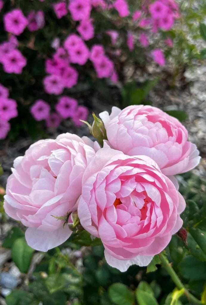 Scepter'd Isle® Rose Bush By David Austin® - 3 Gallon For Sale At My Rose Shop