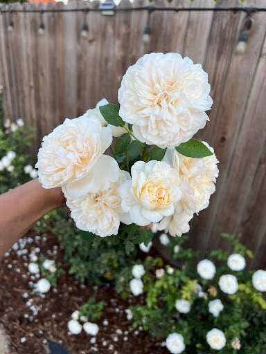 Lichfield Angel® rose bush by David Austin® in a 3 or 5-gallon container, featuring lush pink blooms and green foliage.