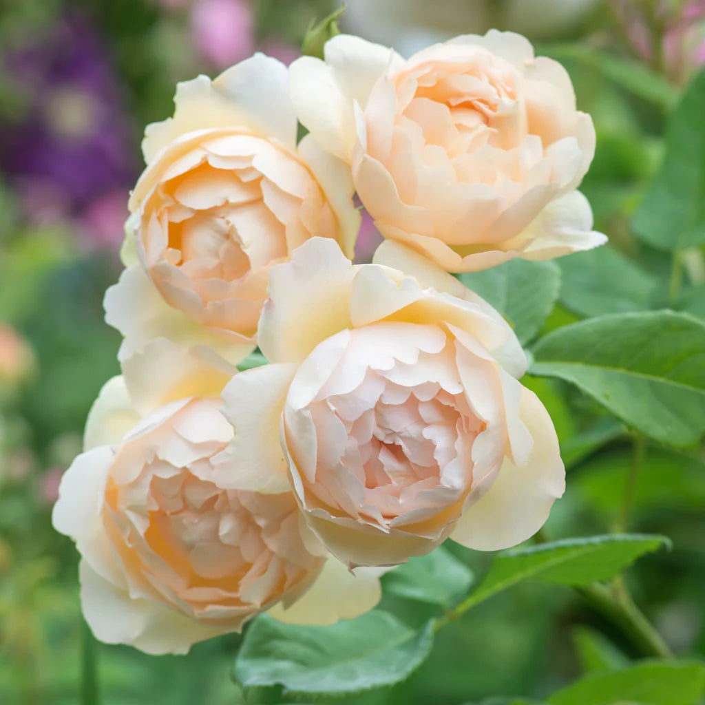Wollerton Old Hall® Rose Bush By David Austin® 3 or 5 Gallon