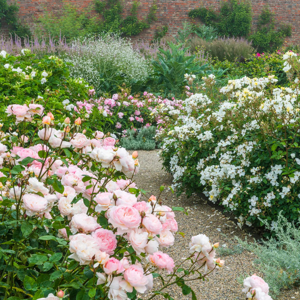 Gentle Hermione® Rose Bush by David Austin® in 3 or 5 gallon size, featuring lush pink roses and green foliage.