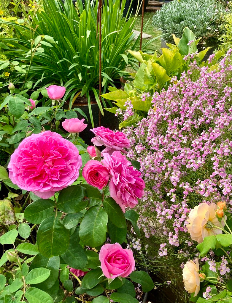 Gertrude Jekyll® rose bush by David Austin® in 3 or 5 gallon size with lush pink blooms and green foliage.