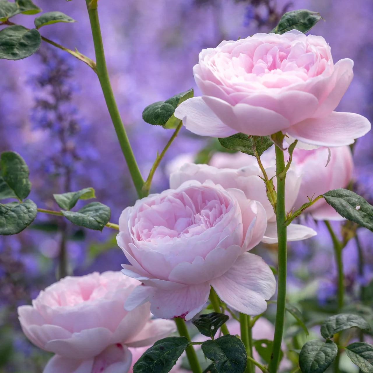 Queen of Sweden® Rose Bush By David Austin® 3 or 5 Gallon