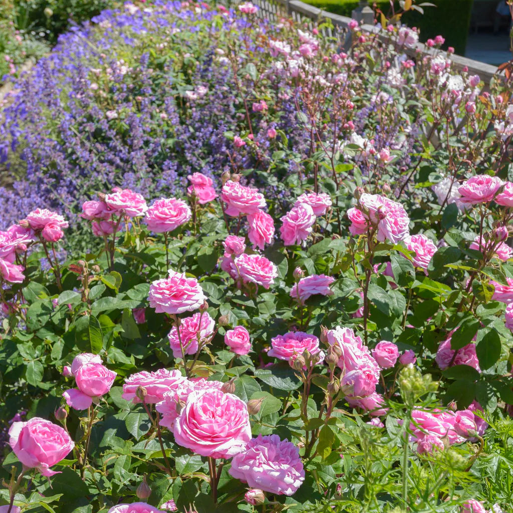 Gertrude Jekyll® rose bush by David Austin® with lush green foliage and blooming pink roses, 3 or 5 gallon size.